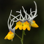 Nemesia cheiranthus ‘Shooting Stars’ (Nemesia cheiranthus ‘Shooting Stars’)
