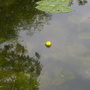 water lily 