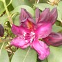 black rhodie (Rhododendron)