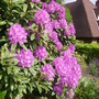 purple rhodie in full bloom (rhododendron)
