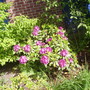 small purple rhodie in front garden (rhododendron)