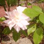 Cecile Brunnera Rose (rosa)
