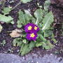 Primrose (Primula vulgaris)
