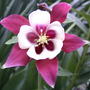 Columbine 'Red Hobbit' (Aquilegia caerulea 'Red Hobbit')