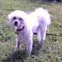 Whiskey's new summer haircut