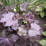 Coral bells, purple (Heuchera micrantha var. diversifolia 'Palace Purple')
