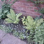 shady border