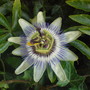 passion flower (Passiflora caerulea (Passion flower))