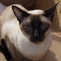 Photo of Peppa taken a few months ago