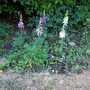 Foxglove Boarder .....