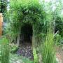 Willow dome (Salix)