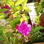 (more) fuschias