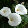 Arum Lily (Zantedeschia aethiopica (Arum lily))