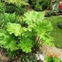 Gunnera (Gunnera manicata (Gunnera))