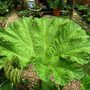 Gunnera leaf (Gunnera manicata (Gunnera))