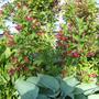 Shrub - Unknown