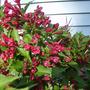 Unknown Shrub Close up