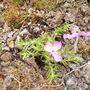 Phlox Subulata 'McDaniel's Cushion' 05.08 (Phlox subulata)