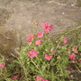 Helianthemum [Rock Rose] 05.08 (Helianthemum nummularium (Vistabile))