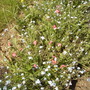 Helianthemum [Rock Rose] with Forget-Me-Nots 05.08 (Helianthemum nummularium (Vistabile))
