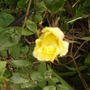 Rambler Rose Bud breaking 05.08 (Rosa Rambler (Vistabile))