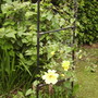 Rambler Rose 05.08 (Rosa Rambler (Vistabile))