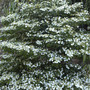 Glorious Viburnum