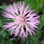 Centaurea_simplicicaulis