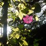 Garden_2007_058