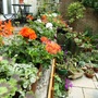 Summer colour