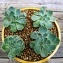 Echeveria (echeveria)