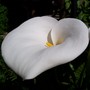 One of many blooms (Zantedeschia aethiopica (Arum lily))