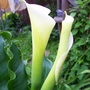 Arum (Zantedeschia aethiopica (Arum lily))