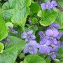 purple voilets (viola odorata, viola tricolor)