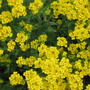 alyssum (Aurinia saxatilis (Alyssum Gold Ball))