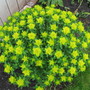 euphorbia (Euphorbia hyberna (Irish Spurge))