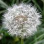 Copy_of_garden_117