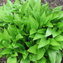 hosta (Hosta lancifolia (Plantain lily))