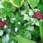 Astrantia major 'Ruby Wedding' - May 2008 (Astrantia major (Masterwort))