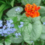 Brunnera & Wallflower - May 2008 (Brunnera macrophylla (Brunnera))