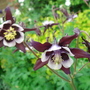 Aquilegia 'William Guinness' - May 2008 (Aquilegia vulgaris (Columbine))