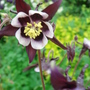 Aquilegia 'William Guinness' - May 2008 (Aquilegia vulgaris (Columbine))