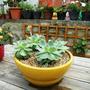 Echeveria (echeveria)