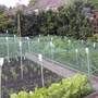 veg_garden_011.jpg