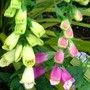 Foxgloves