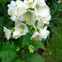 Album Polemonium (Jacobm,s Ladder (Polemonium caeruleum lacteus)