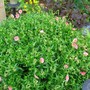 Rock Rose (Helianthemum)