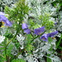 Jacobs Ladder (Polemonium caeruleum)