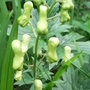 Aconitum 'Ivorine' (Aconitum 'Ivorine')