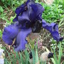 Bearded_iris_-_9